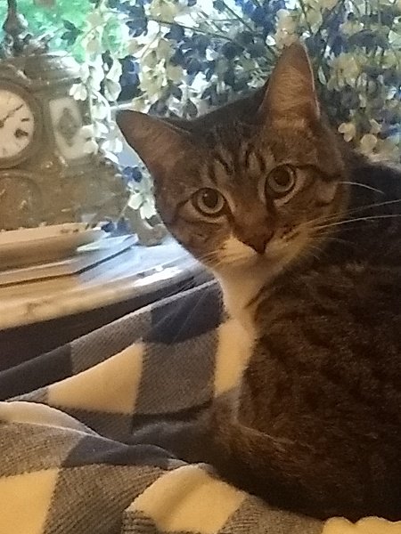 Lacey