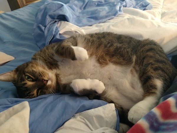 Sammie