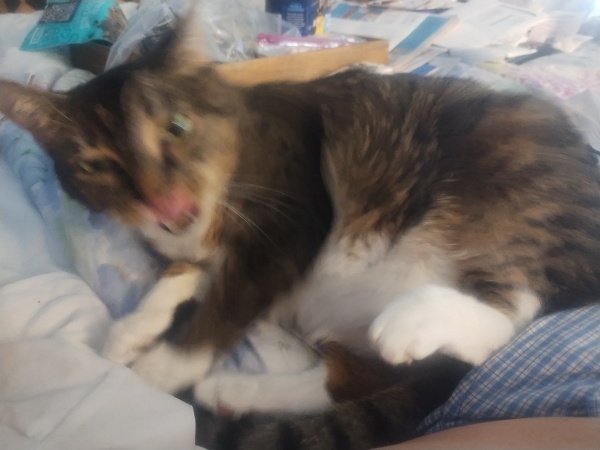 Sammie