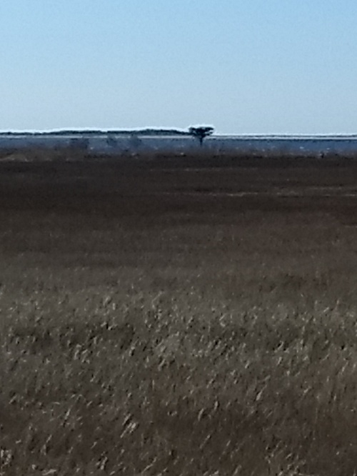 Barn Island marsh Barn Island marsh