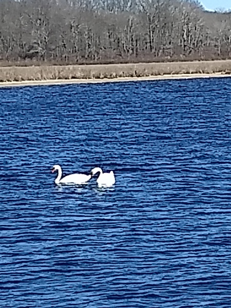 Barn Island swans Barn Island swans